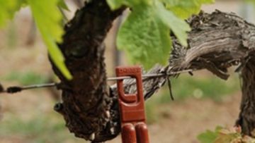 biocontrôle au vignoble
